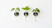 White background image of magnetic wall propagation vase set