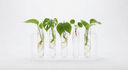 White background image of acrylic propagation tube stand