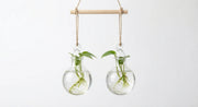 Alternate angle of hanging bulb rooting vase set for plant propagation
