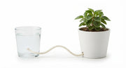 Alternate angle of plant capillary wick cord set for self-watering pots