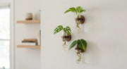 Magnetic Wall Propagation Vase Set for Plant Cuttings in a real plant-care setting