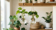 Hanging Bulb Rooting Vase Set for Plant Propagation in a real plant-care setting